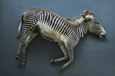 Zebra (Equus grevyi), Leibniz IZW, Berlin 2017