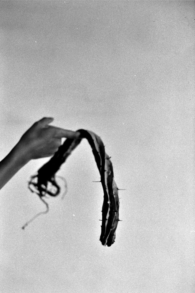 Dead Cactus