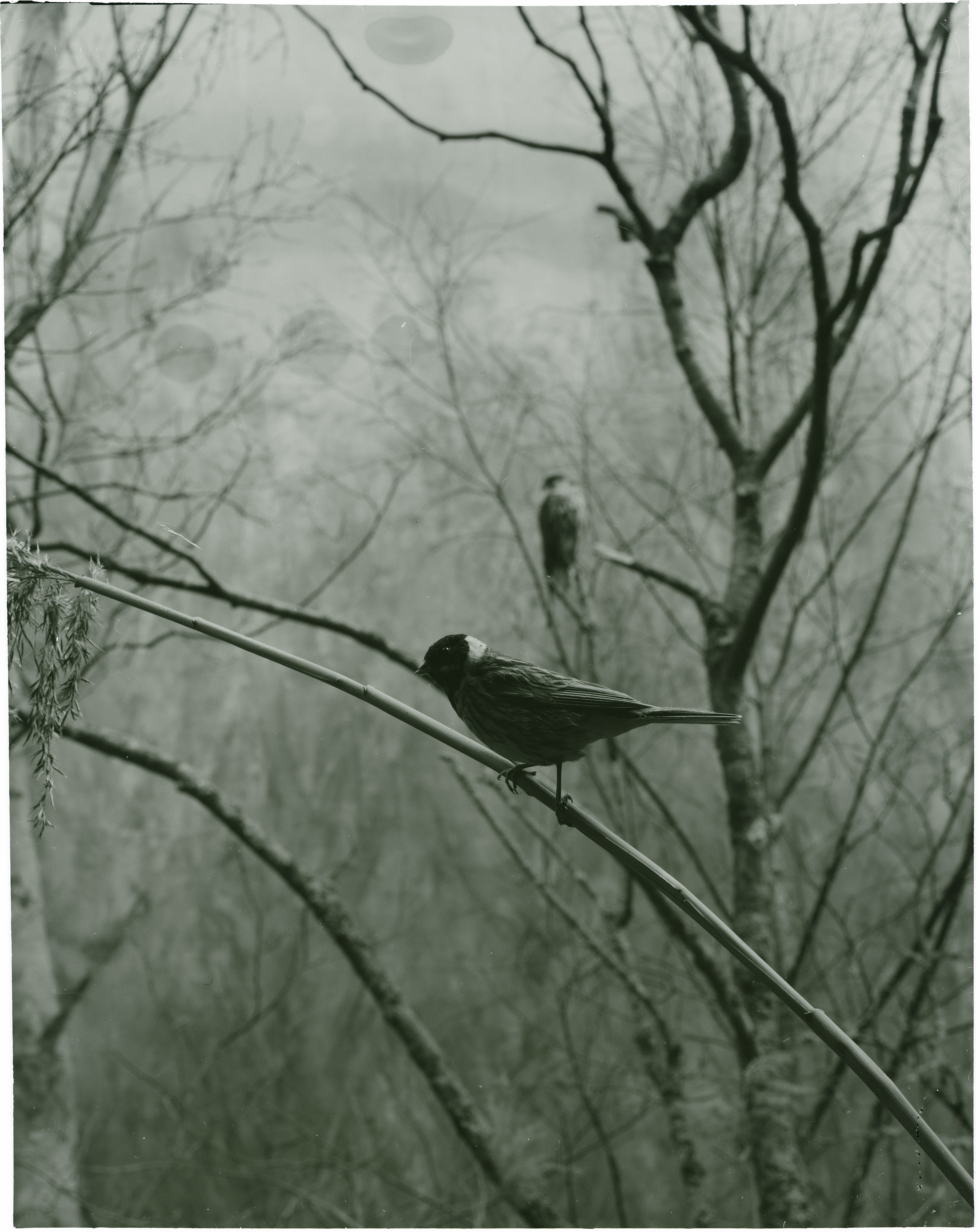 Jackdaw