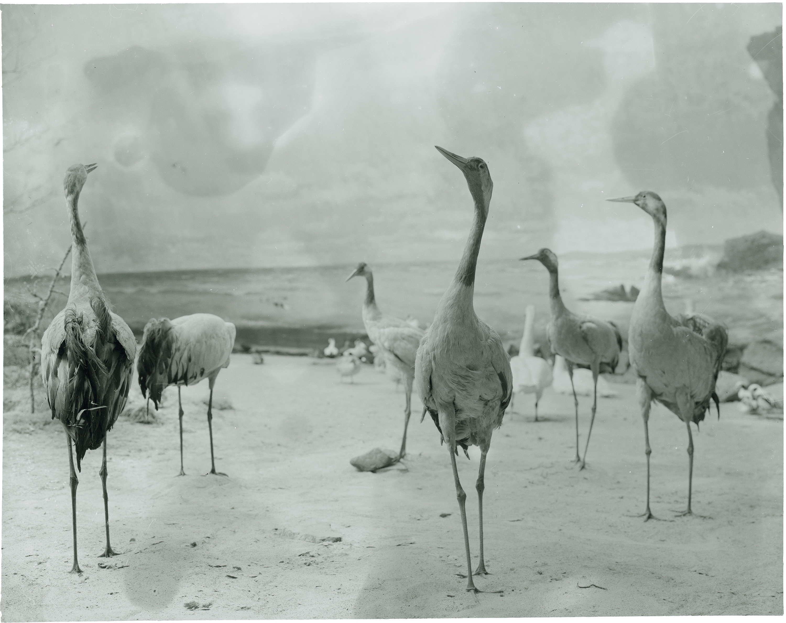 Common Crane