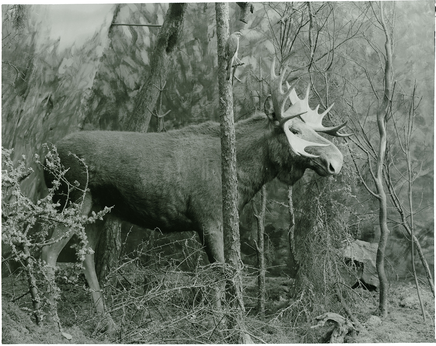 European Moose