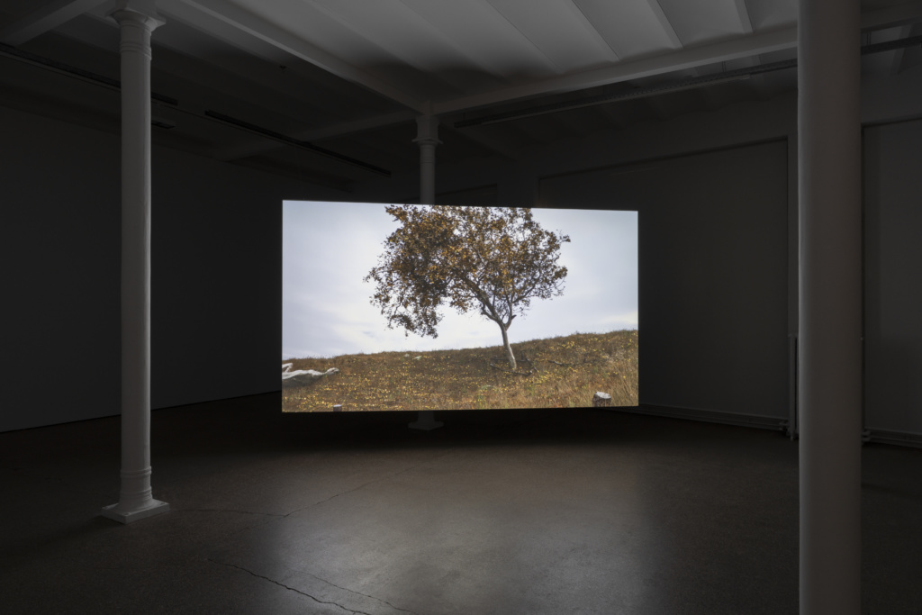 Installation view, Birdsong